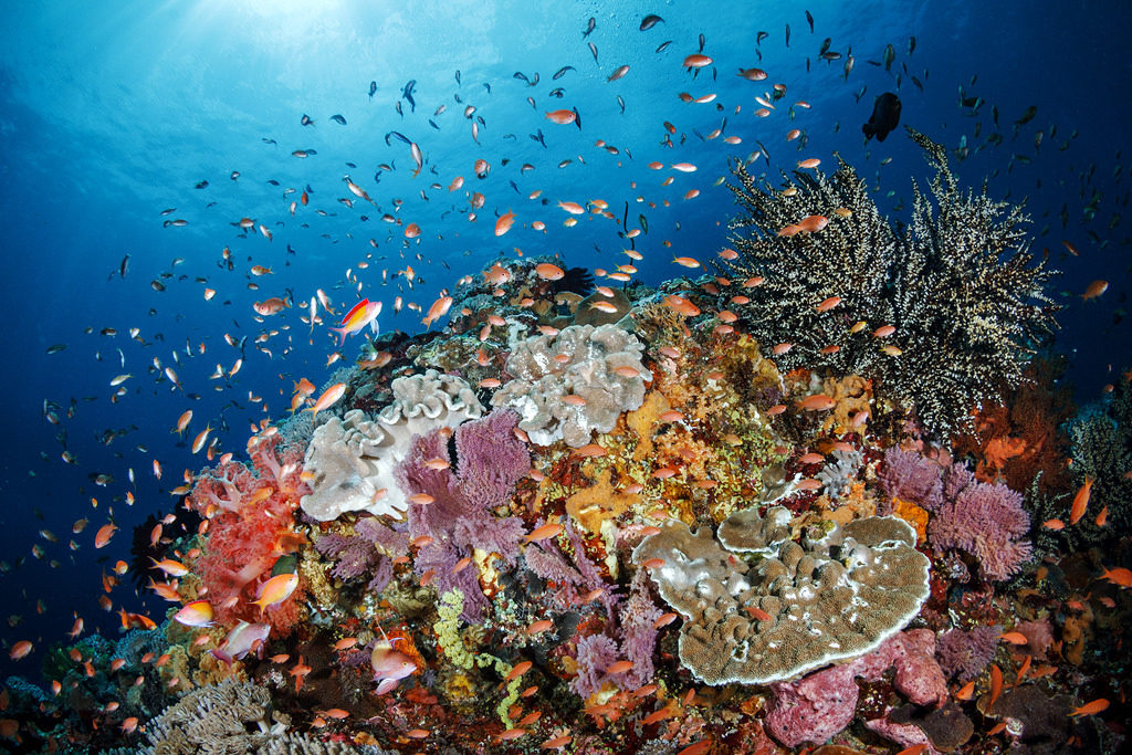 Diving Di Toya Pakeh Nusa Penida Paket Tour Murah Nusa Penida